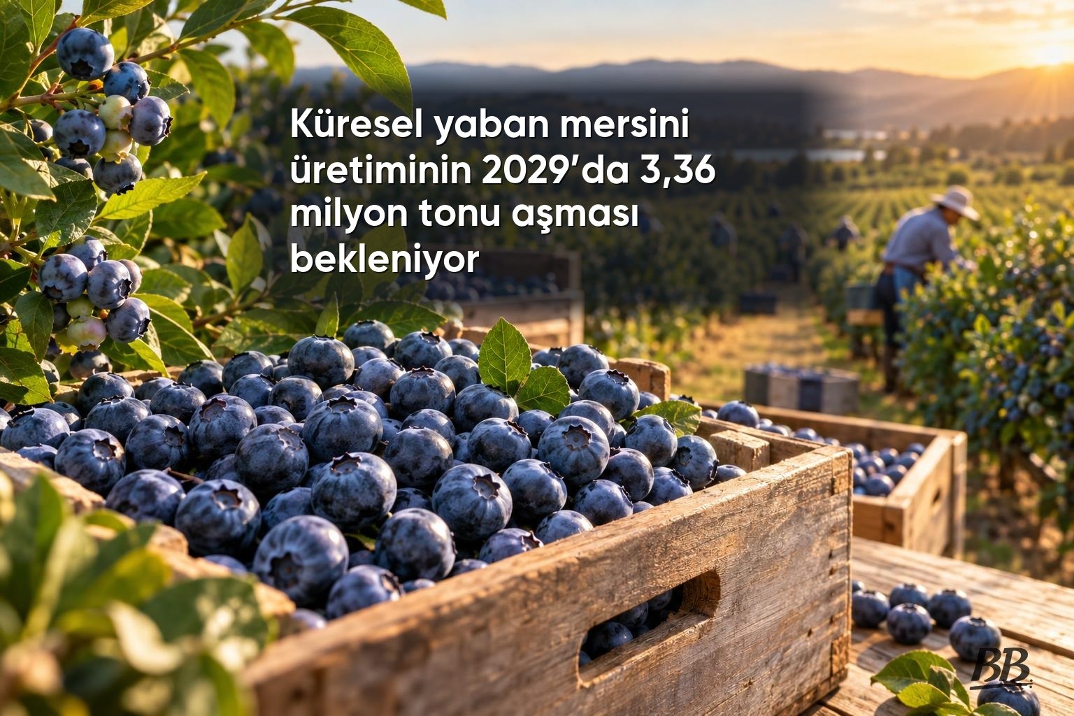 Küresel yaban mersini üretiminin 2029’da 3,36 milyon tonu aşması bekleniyor görseli