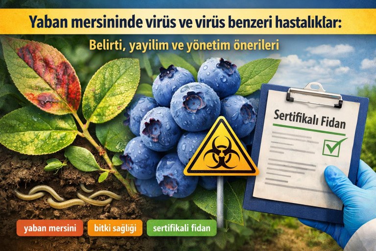 Yaban mersininde virüs ve virüs benzeri hastalıklar: Belirti, yayılım ve yönetim önerileri görseli