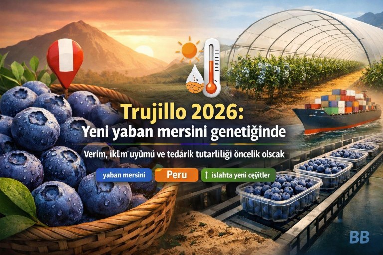 Trujillo 2026: Yeni yaban mersini genetiğinde verim, iklim uyumu ve tedarik tutarlılığı öncelik olacak görseli