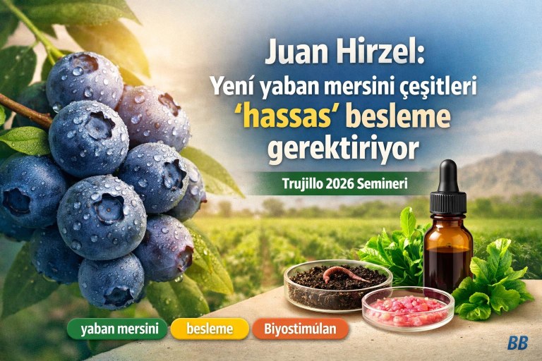 Juan Hirzel: Yeni yaban mersini çeşitleri 'hassas' besleme gerektiriyor görseli