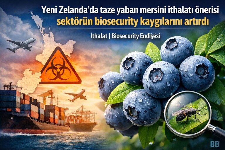 Yeni Zelanda'da taze yaban mersini ithalatı önerisi sektörün biosecurity kaygılarını artırdı görseli