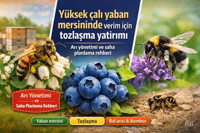 Yüksek çalı yaban mersininde verim için tozlaşma yatırımı: Arı yönetimi ve saha planlama rehberi görseli