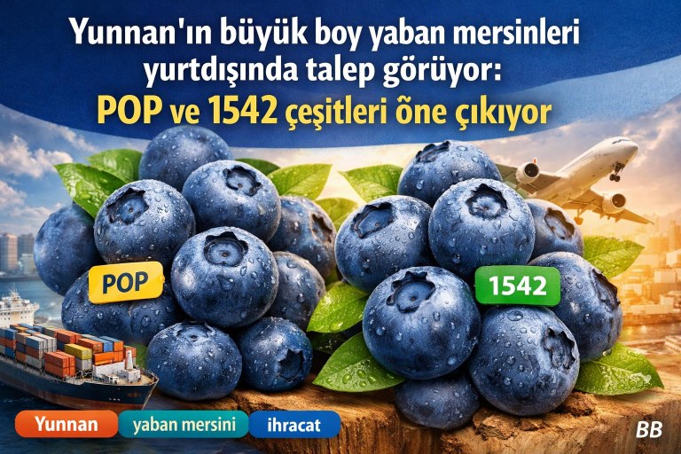 Yunnan'ın büyük boy yaban mersinleri yurtdışında talep görüyor: POP ve 1542 çeşitleri öne çıkıyor görseli