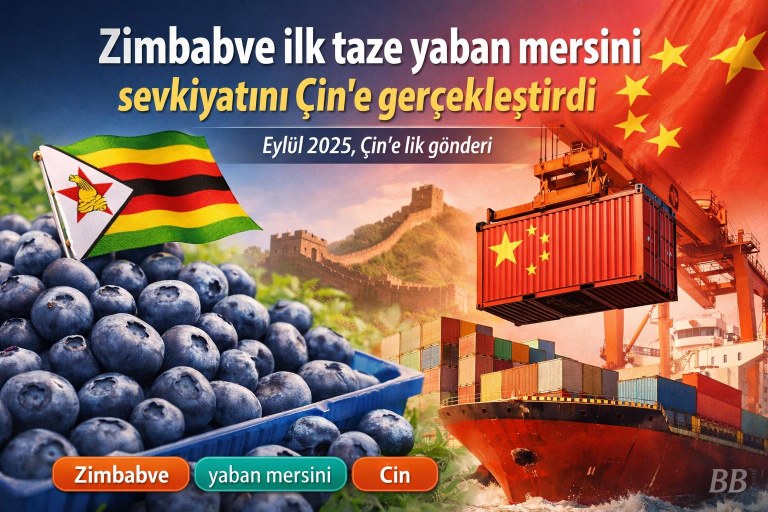 Zimbabve ilk taze yaban mersini sevkiyatını Çin'e gerçekleştirdi görseli