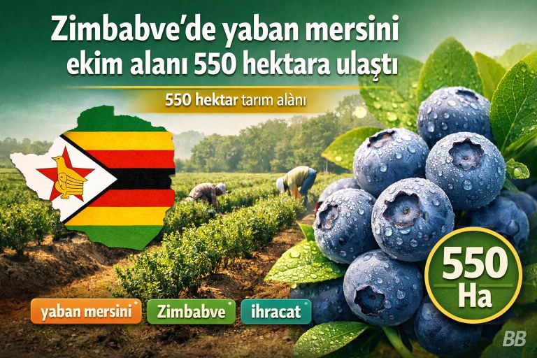 Zimbabve'de yaban mersini ekim alanı 550 hektara ulaştı görseli