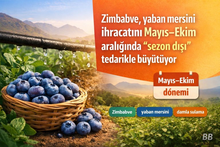 Zimbabve, yaban mersini ihracatını Mayıs–Ekim aralığında “sezon dışı” tedarikle büyütüyor görseli