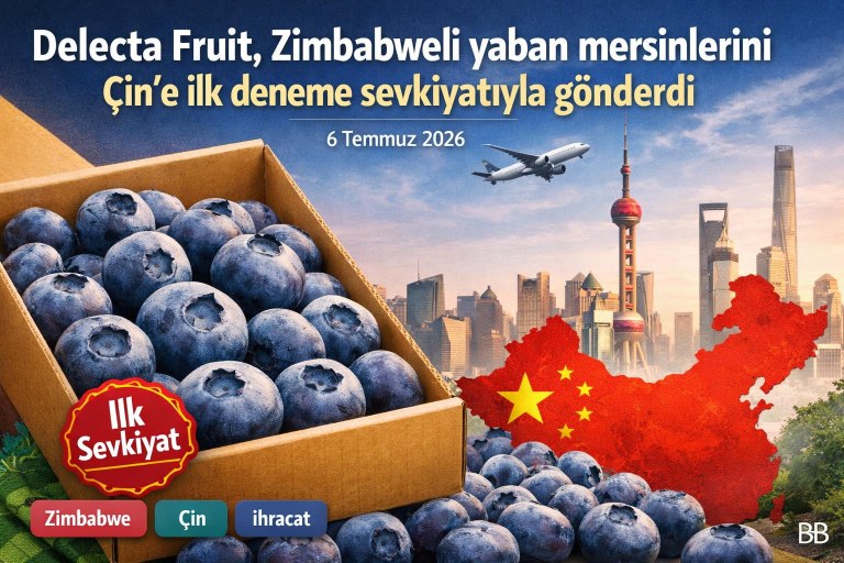Delecta Fruit, Zimbabweli yaban mersinlerini Çin’e ilk deneme sevkiyatıyla gönderdi görseli
