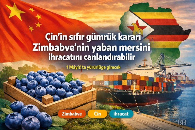 Çin'in sıfır gümrük kararı Zimbabve'nin yaban mersini ihracatını canlandırabilir görseli