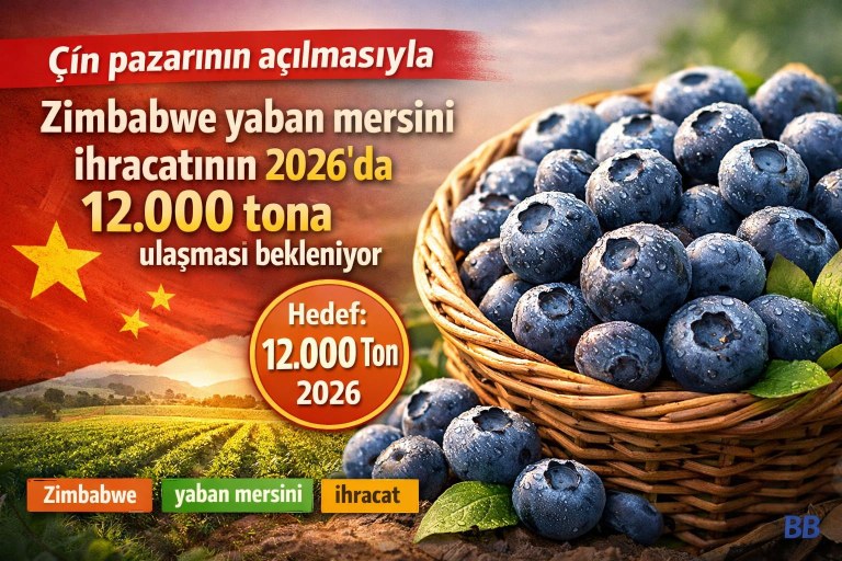 Çin pazarının açılmasıyla Zimbabwe yaban mersini ihracatının 2026'da 12.000 tona ulaşması bekleniyor görseli