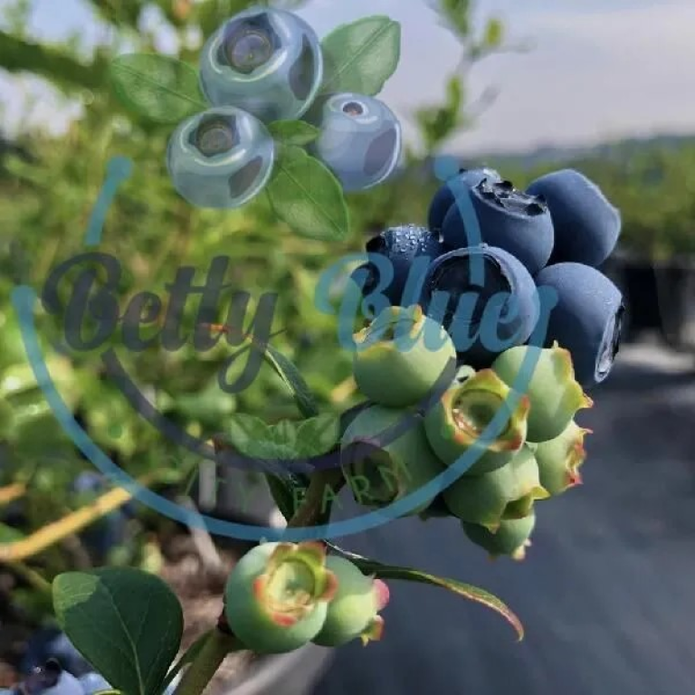 Taze Yaban Mersini - Ön Sipariş (720 TL/kg) gorseli 4